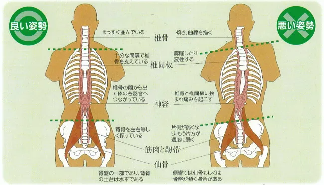 背骨と神経の図解